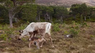 Zrodení počas búrky (3)