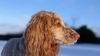 Veterinár z vysočiny II (5)