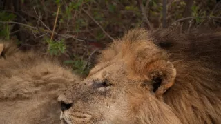 Leví bratia: Od mačiatka po kráľa