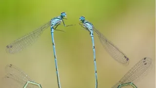 Krásy divokého Holandska (1)