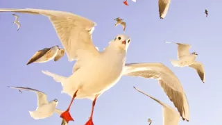 Krásy divokého Holandska (1)