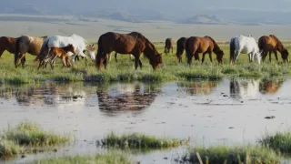 Štyri tváre americkej prírody (1)