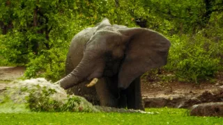 Divocí a unikátní