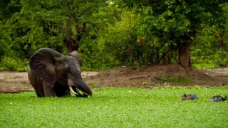 Divocí a unikátní