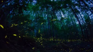 Divocí a unikátní