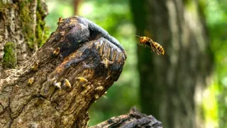 Divocí a unikátní