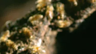 Divocí a unikátní