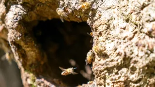 Divocí a unikátní