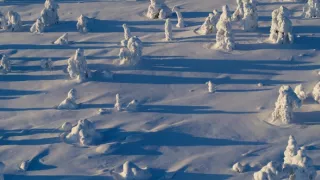 Divocí a unikátní