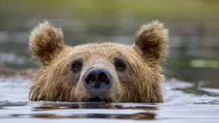 Divocí a unikátní