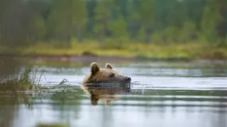 Divocí a unikátní