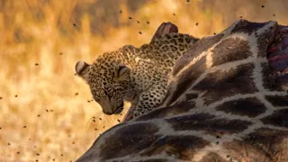 Divocí a unikátní