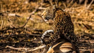 Divocí a unikátní