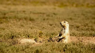 Divocí a unikátní