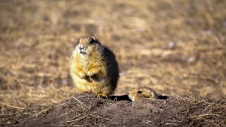 Divocí a unikátní