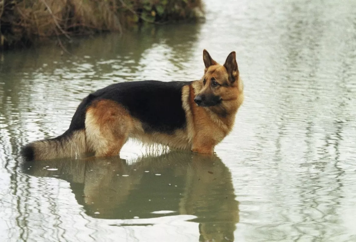 Komisár Rex, 2000 - fotogaléria