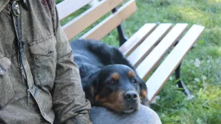 Kočka není pes