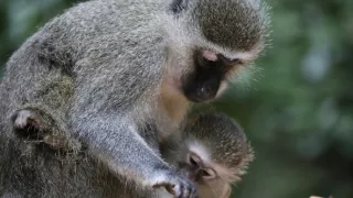 Zvieracie mamy (2/3)