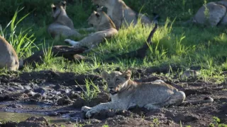 Zvieracie mamy (2/3)