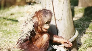 Zvieracie mamy (2/3)