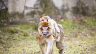 Zvieracie mamy (2/3)