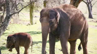 Zvieracie mamy (2/3)