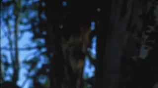 Napoleon