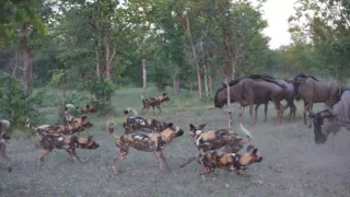 Divocí psi v zemi lvů