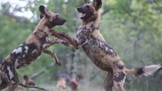 Divocí psi v zemi lvů