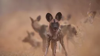 Divocí psi v zemi lvů