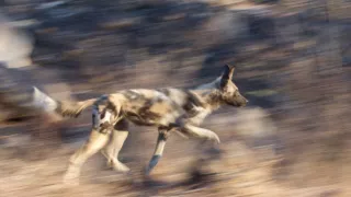 Divocí psi v zemi lvů