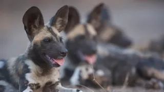 Divocí psi v zemi lvů