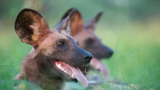 Divocí psi v zemi lvů