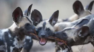 Divocí psi v zemi lvů