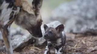 Divocí psi v zemi lvů