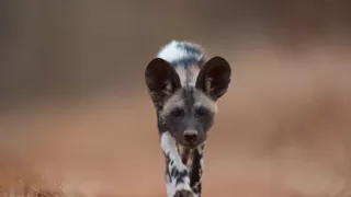 Divocí psi v zemi lvů