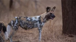 Divocí psi v zemi lvů