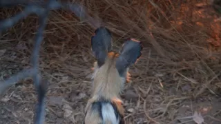 Divocí psi v zemi lvů