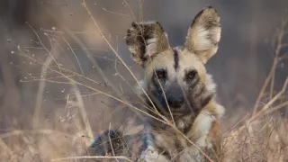 Divocí psi v zemi lvů