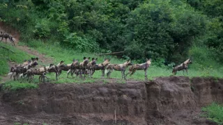 Divocí psi v zemi lvů