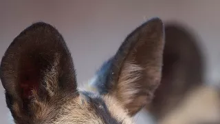 Divocí psi v zemi lvů