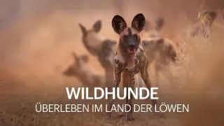 Divocí psi v zemi lvů