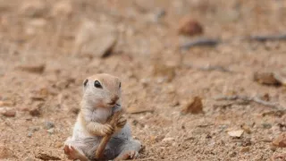 Bláznivý svět veverek