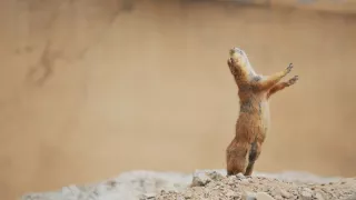 Bláznivý svět veverek