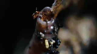 Tvorivé diela zvieracej ríše (1/3)