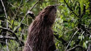 Tvorivé diela zvieracej ríše (1/3)