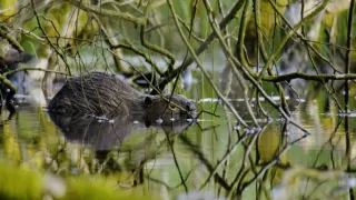 Tvorivé diela zvieracej ríše (1/3)