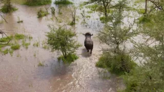 Zázračná planéta: Serengeti II (2/6)