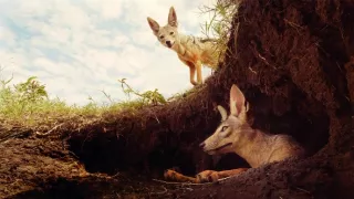 Zázračná planéta: Serengeti II (2/6)