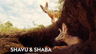 Zázračná planéta: Serengeti II (2/6)